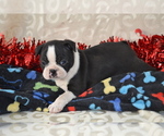 Small #2 Boston Terrier