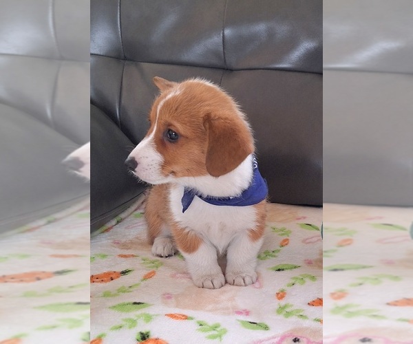 Medium Photo #3 Pembroke Welsh Corgi Puppy For Sale in ARROYO GRANDE, CA, USA