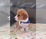 Small #2 Pembroke Welsh Corgi
