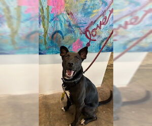 Mavi Lizman - Female Mutt Dog for Adoption - Photo #8