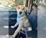 Small Carolina Dog-Whippet Mix