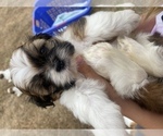 Small Photo #24 Shih Tzu Puppy For Sale in VENETA, OR, USA