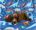 Small #5 Cavapoo (Miniature)