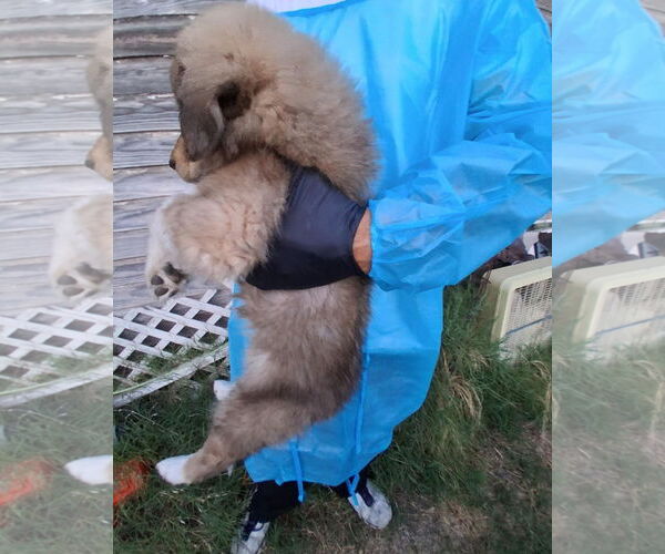 Medium Photo #2 Golden Pyrenees Puppy For Sale in Grafton, WI, USA