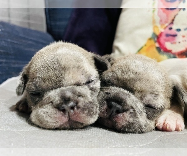 Medium Photo #2 French Bulldog Puppy For Sale in OSHKOSH, WI, USA