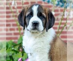 Small Photo #1 Saint Bernard Puppy For Sale in MARIETTA, PA, USA