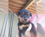 Image preview for Ad Listing. Nickname: Rott pups
