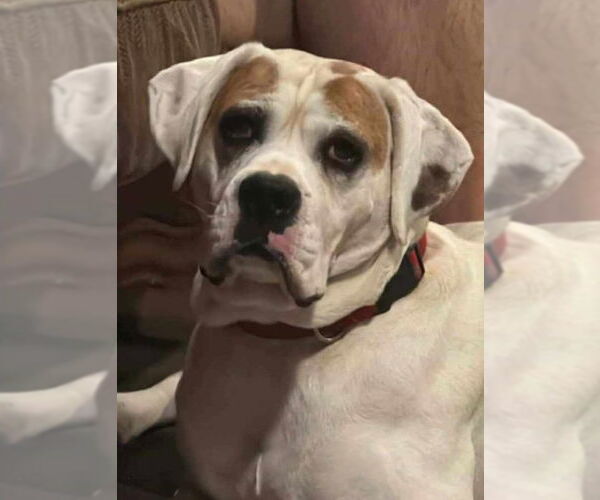 Medium Photo #2 Boxer Puppy For Sale in Burnsville, MN, USA