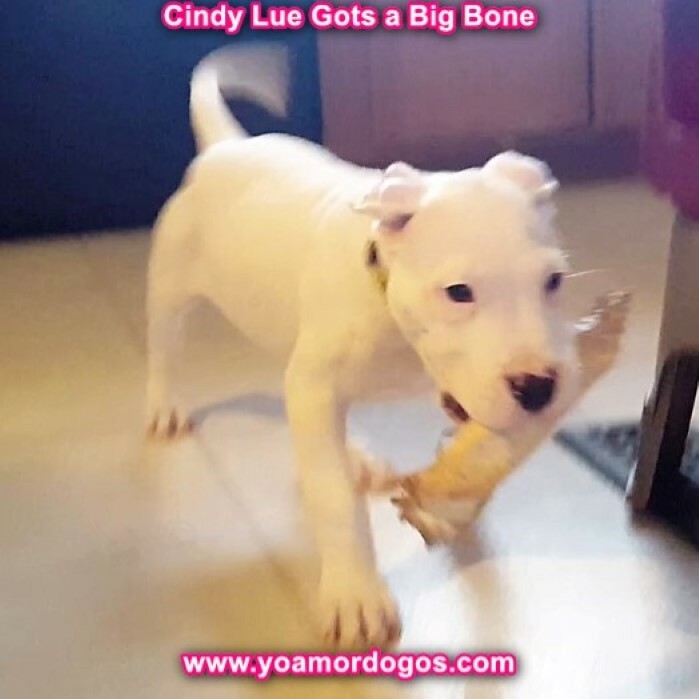 Medium Photo #141 Dogo Argentino Puppy For Sale in PINEVILLE, MO, USA