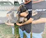 Small Photo #23 Mastiff Puppy For Sale in PARIS, IL, USA