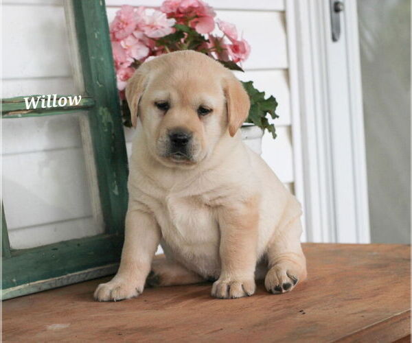 Medium Photo #1 Labrador Retriever Puppy For Sale in STANLEY, NY, USA