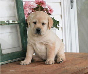 Medium Labrador Retriever