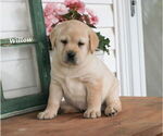 Puppy Willow Labrador Retriever