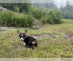 Small #17 Pembroke Welsh Corgi