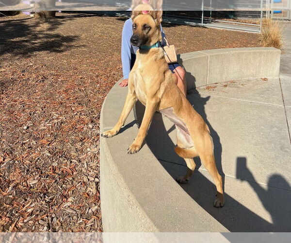 Medium Photo #2 Siberian Husky-Unknown Mix Puppy For Sale in Woodland Hills, CA, USA