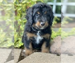 Small #1 Bernedoodle