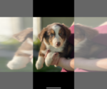Small Photo #2 Australian Shepherd Puppy For Sale in VACAVILLE, CA, USA