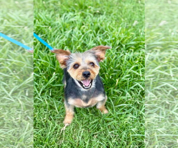 Medium Photo #2 Mutt Puppy For Sale in Pacolet, SC, USA