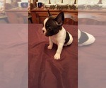 Small Photo #2 French Bulldog Puppy For Sale in LAKE BUTLER, FL, USA