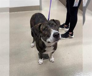 Labrador Retriever Dogs for adoption in Baytown, TX, USA