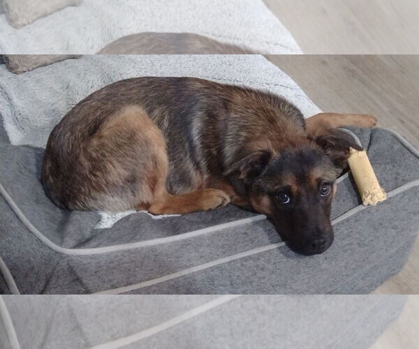 Medium Photo #2 Feist Terrier-German Shepherd Dog Mix Puppy For Sale in Cookeville, TN, USA