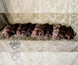 Labradoodle Litter for sale in ELIZABETH CITY, NC, USA