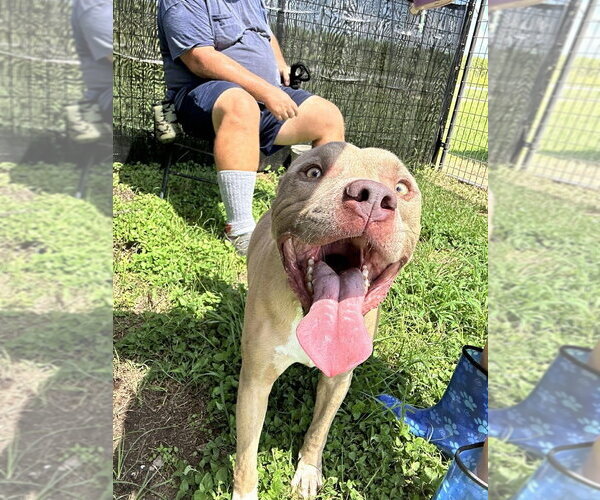 Medium Photo #3 Mutt Puppy For Sale in Abbeville, LA, USA