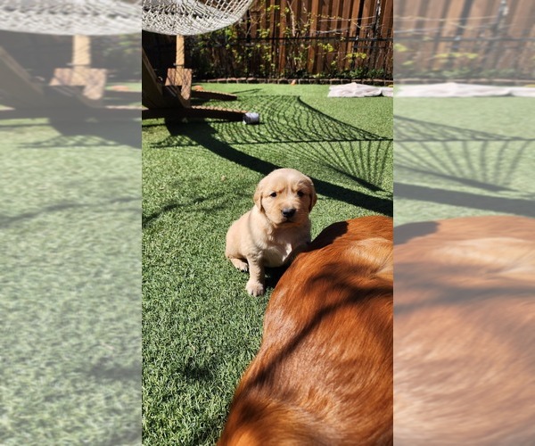 Medium Photo #1 Golden Retriever Puppy For Sale in VANCOUVER, WA, USA