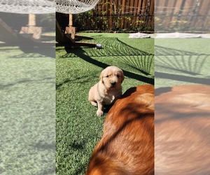 Medium Golden Retriever