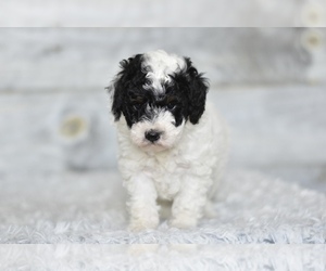 Miniature Bernedoodle Puppy for sale in COCHRANTON, PA, USA