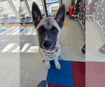 Small #1 Akita
