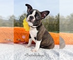 Image preview for Ad Listing. Nickname: AKC Darcy