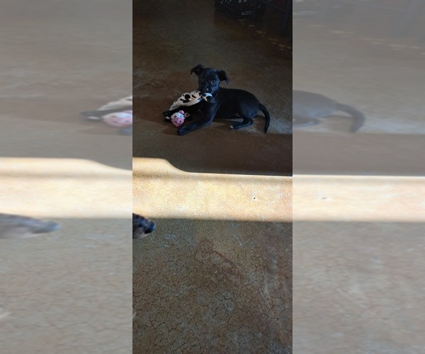 Medium Photo #1 Mutt Puppy For Sale in DOVER, AR, USA