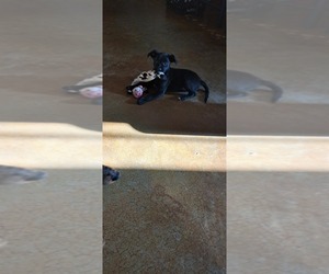 Mutt Dog for Adoption in DOVER, Arkansas USA