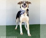 Small Photo #5 Huskies -Labrador Retriever Mix Puppy For Sale in San Diego, CA, USA