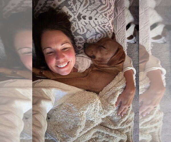 Medium Photo #3 Labrador Retriever-Unknown Mix Puppy For Sale in Brewster, NY, USA