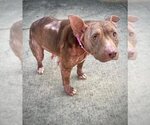 Small #7 American Pit Bull Terrier Mix