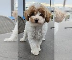Small Photo #12 Miniature Labradoodle Puppy For Sale in SAN DIEGO, CA, USA