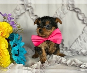 Australian Yorkshire Terrier Puppy for sale in LANCASTER, PA, USA