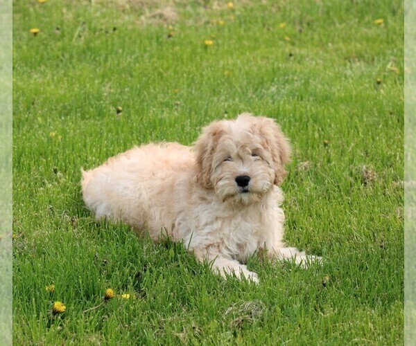 Medium Photo #10 Cockalier-Poodle (Miniature) Mix Puppy For Sale in STANLEY, WI, USA