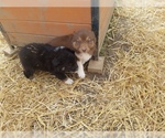 Small Photo #9 Australian Shepherd Puppy For Sale in LEWISBURG, TN, USA