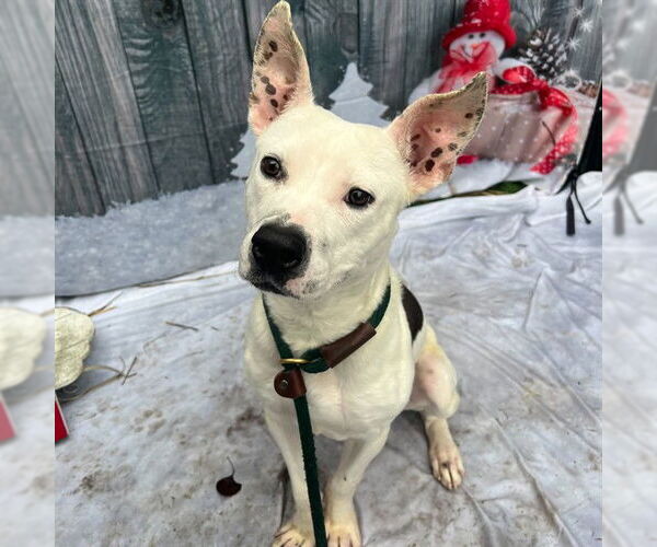 Medium Photo #1 Mutt Puppy For Sale in Long Beach, CA, USA