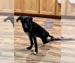 Small #3 Labrador Retriever Mix