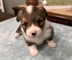 Small Photo #6 American Corgi Puppy For Sale in PRYOR, OK, USA