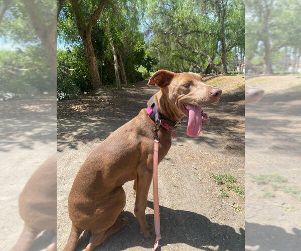 Medium Photo #12 American Staffordshire Terrier-Weimaraner Mix Puppy For Sale in Lake Forest, CA, USA