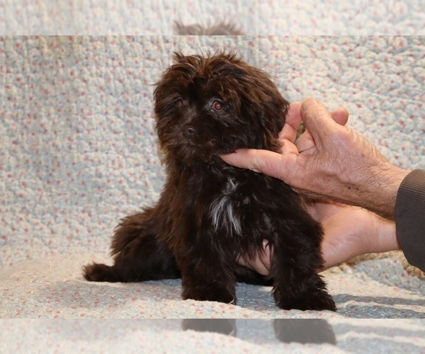 Medium Photo #11 Shih Tzu Puppy For Sale in DYERSBURG, TN, USA