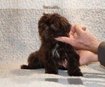 Small #10 Shih Tzu