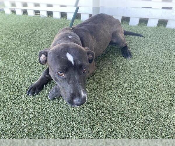 Medium Photo #1 Mutt Puppy For Sale in Modesto, CA, USA