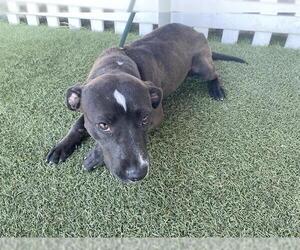 Mutt Dogs for adoption in Modesto, CA, USA