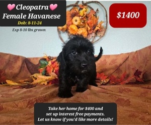 Havanese Puppy for sale in TUCSON, AZ, USA
